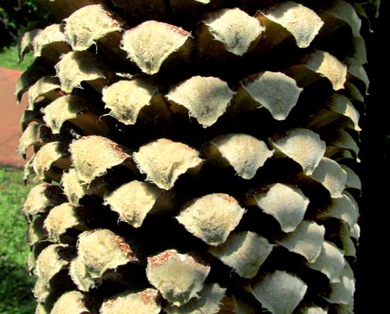 DIOON SPINULOSA bracts of male cone