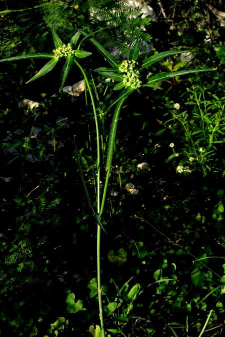 EUPHORBIA HETEROPHYLLA, narrow-leafed form