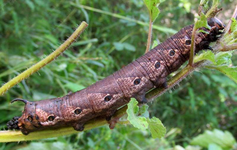Sweetpotato Hornworm, AGRIUS CINGULATA, on Lantana