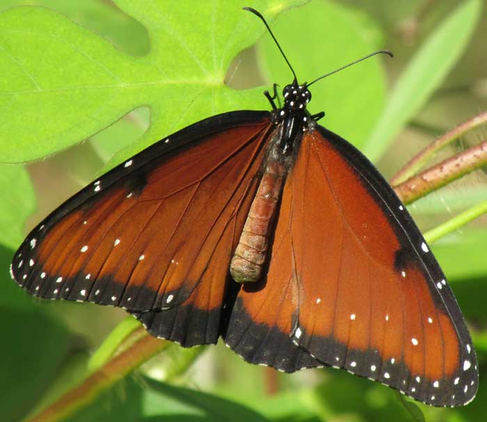 Queen Butterfly, DANAUS GILIPPUS