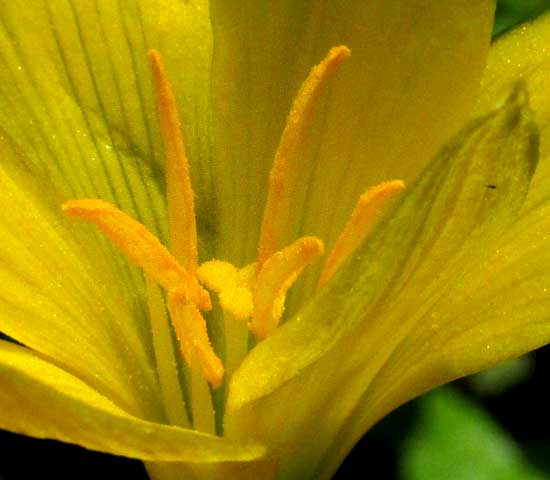 Citron Rain-lily, ZEPHYRANTHES CITRINA, flower close-up inside