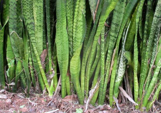 Mother-in-law Tongue, SANSEVIERIA THYRSIFLORA, close together