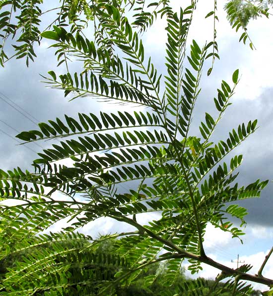 Wild Tamarind, LEUCAENA LEUCOCEPHALA, leaf