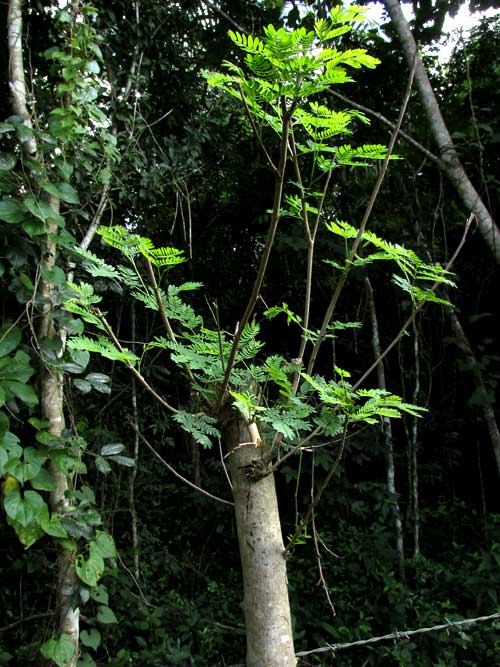 Wild Tamarind, LEUCAENA LEUCOCEPHALA, sprouting shoots