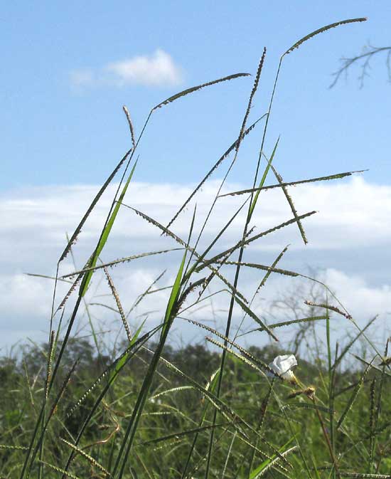 Insurgente Grass, BRACHIARIA BRIZANTHA, flowering heads