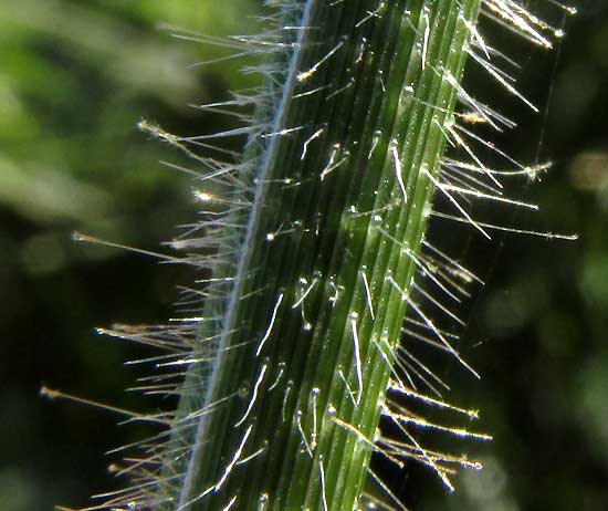 Insurgente Grass, BRACHIARIA BRIZANTHA, stem hairs