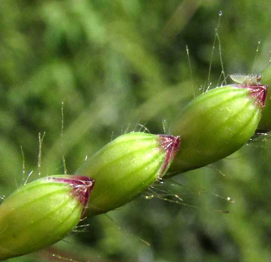 Insurgente Grass, BRACHIARIA BRIZANTHA, spikelets fro below
