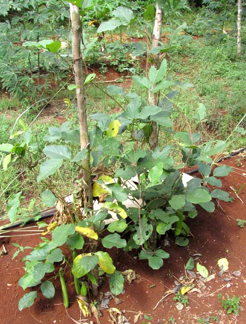 Sword Bean, CANAVALIA GLADIATA, plants