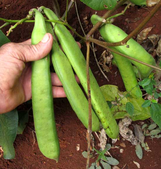 Sword Bean, CANAVALIA GLADIATA, legumes or pods