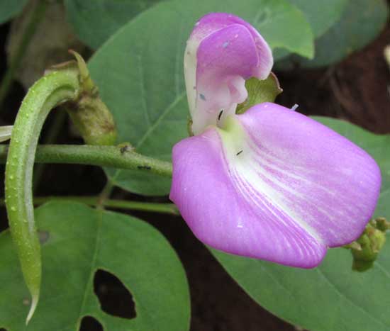 Sword Bean, CANAVALIA GLADIATA, flower