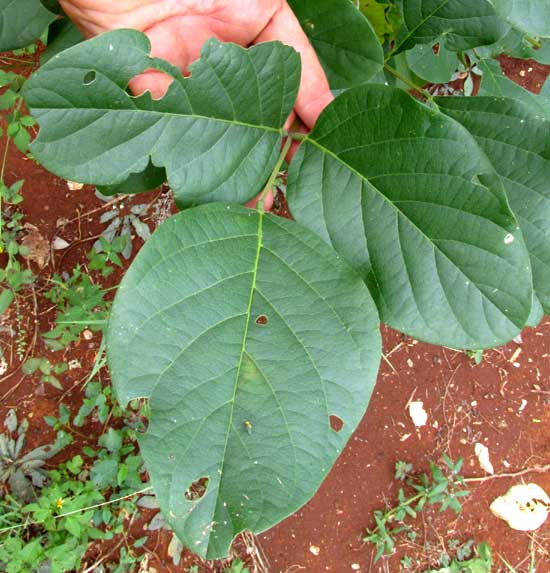 Sword Bean, CANAVALIA GLADIATA, leaf