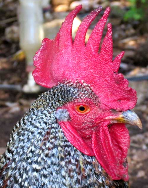 Plymouth Rock rooster