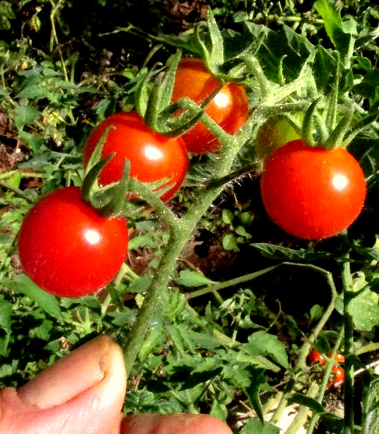 Cherry Tomatoes, SOLANUM LYCOPERSICUM var. CERASIFORME