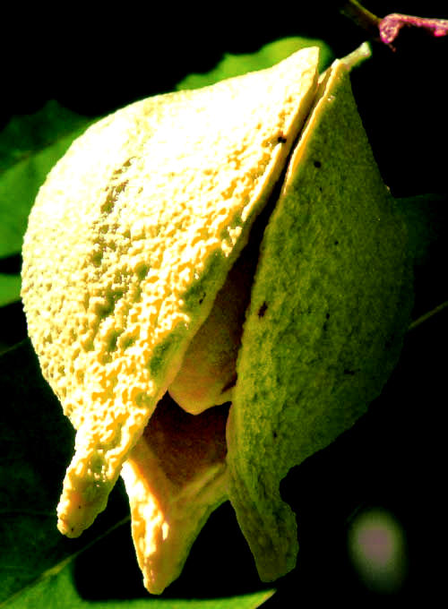 Soursop or Guanábana, ANNONA MURICATA, flower