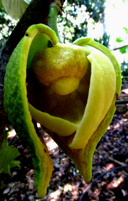 Soursop or Guanábana, ANNONA MURICATA, flower with sepal and petal removed showing stamens and pistils