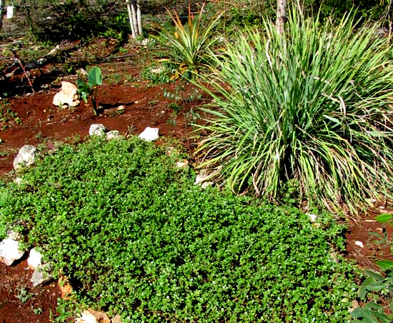 Common or Wild Purslane, PORTULACA OLERACEAE, grown in garden