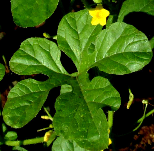 Spiny Cucumber, CUCUMIS ANGURIA, leaf