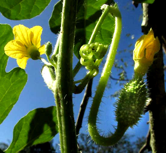 Spiny Cucumber, CUCUMIS ANGURIA, flowers