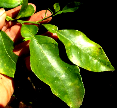 Bitter or Sour Orange, CITRUS AURANTIUM, leaves
