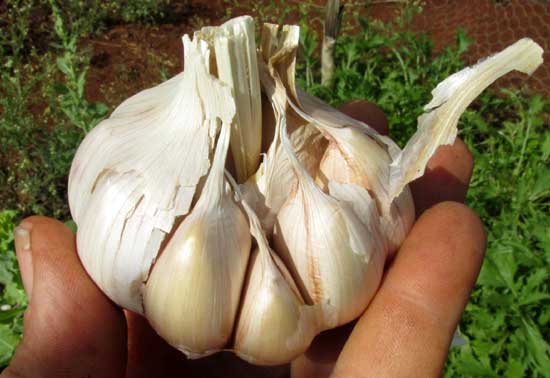Garlic, ALLIUM SATIVUM, bulb with cloves