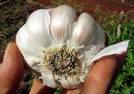 Garlic, ALLIUM SATIVUM, roots on dry bulb