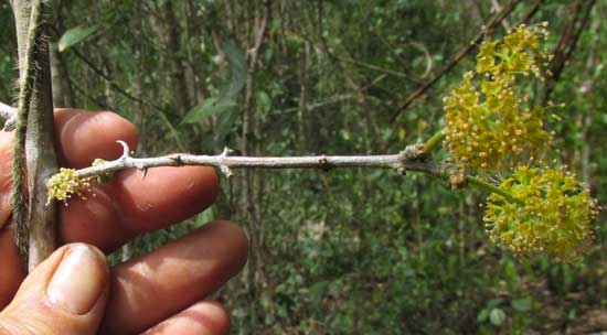 PISONIA ACULEATA, spine on flowering branch