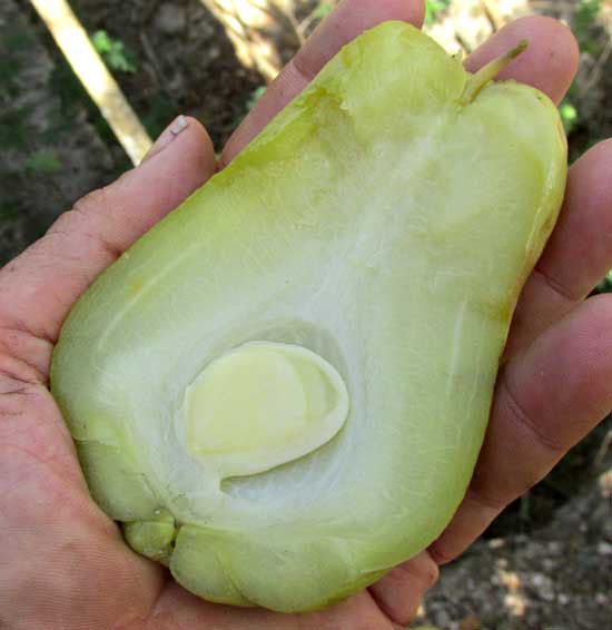 Chayote fruit cut open showing seed, SECHIUM EDULE