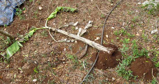 Banana tree toppled by Pocket Gopher, or Tuza, ORTHOGEOMYS HISPIDUS YUCATANENSIS