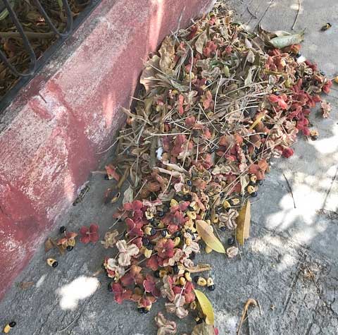 Ackee, BLIGHIA SAPIDA, fruits littering sidewalk