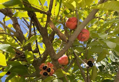 Ackee, BLIGHIA SAPIDA, fruits on tree