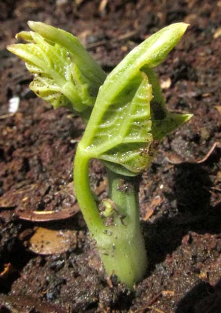 first leaves of sprouting Chayote fruit, SECHIUM EDULE