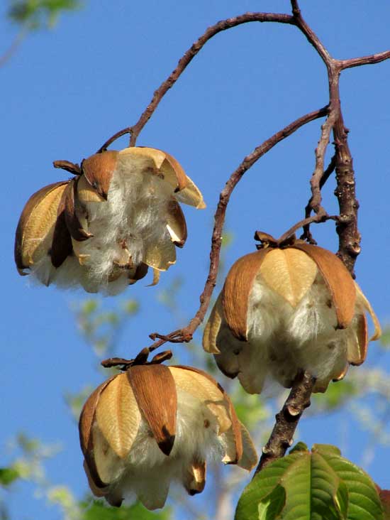 Silk Cottontree or Buttercup Tree, COCHLOSPERMUM VITIFOLIUM, fruits