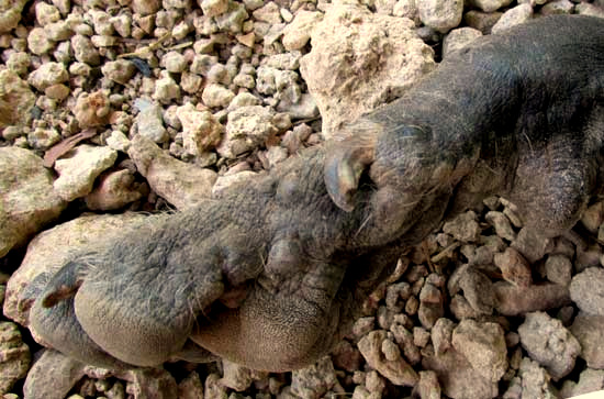 dog foot side view
