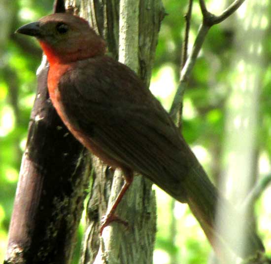 Red-throated Ant-Tanager, HABIA FUSCICAUDA