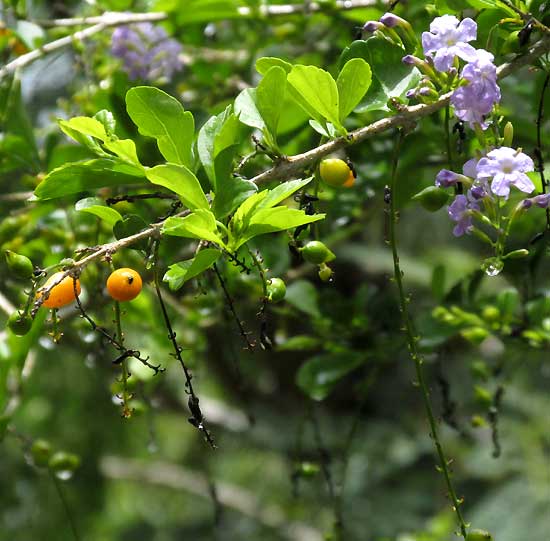 Golden Dewdrop, DURANTA ERECTA, flowers, leaves and fruits