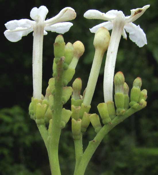 Guettarda cf. coombsii, flowers from side