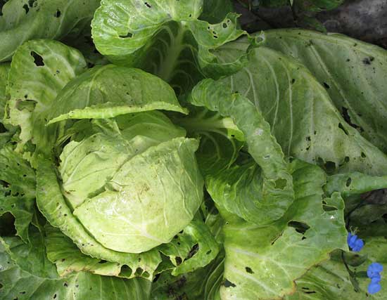 Cabbage, BRASSICA OLERACEA
