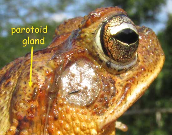 Gulf Coast Toad, BUFO VALLICEPS, parotoid gland