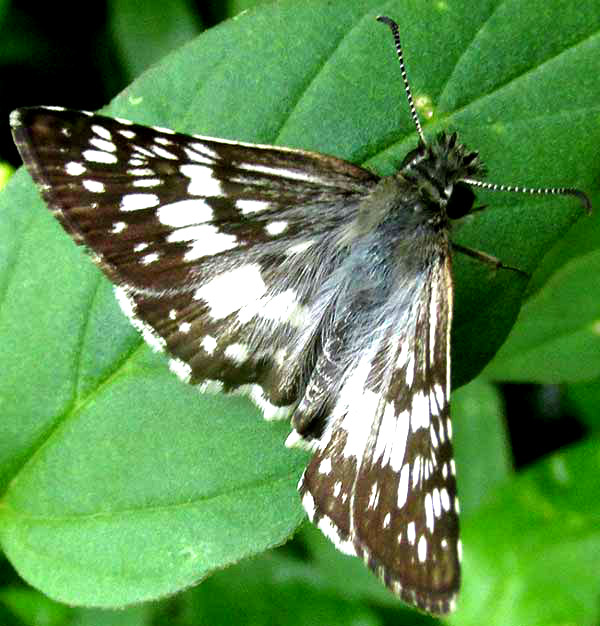 Central American Checkered-Skipper, PYRGUS ADEPTA