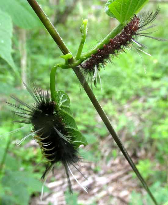 Tiger Moth Caterpillar, Euchaetes albicosta, feeding