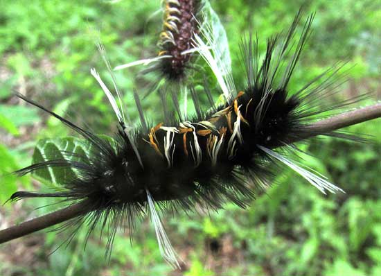Tiger Moth Caterpillar, Euchaetes albicosta
