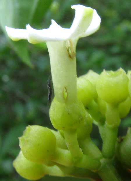MARGARITOPSIS MICRODON,flower side view