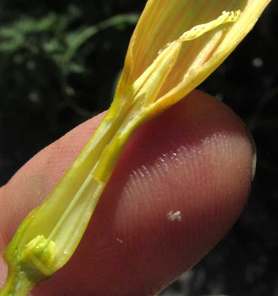 PENTALINON ANDRIEUXII, flower longitudinal section
