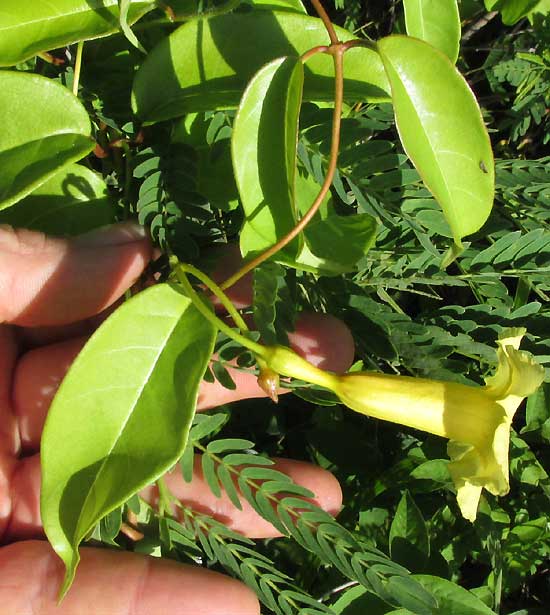 PENTALINON ANDRIEUXII, flower and leaves