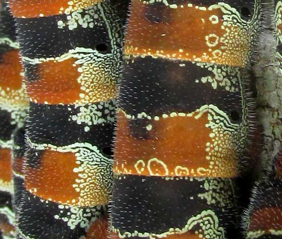 ARSENURA ARMIDA, close-up of markings