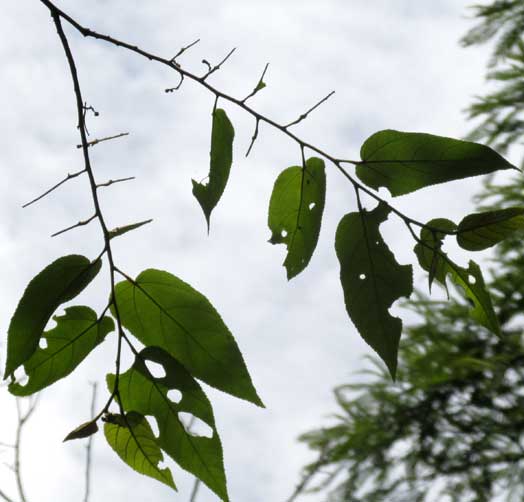 Guazuma ulmifolia leaves, feeding damage by ARSENURA ARMIDA