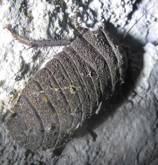 True Death's Head Cockroach, BLABERUS CRANIIFER, immature from back