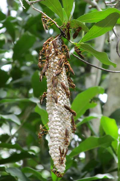 nest of paper wasp, POLISTES INSTABILIS
