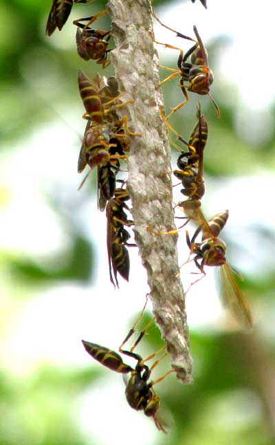 wasps ventilating nest, POLISTES INSTABILIS