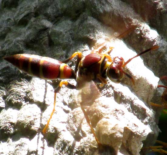 wasp fanning nest cells with wings, POLISTES INSTABILIS